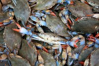 Blue crabs are prized for their sweet and tender meat.