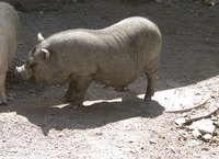 Pig manure compost is good for root crops.