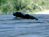 Red-backed salamanders make interesting pets.