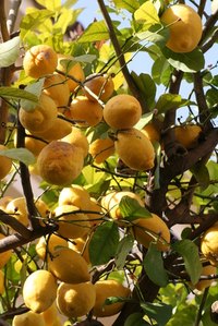 Citrus trees add color to home gardens.