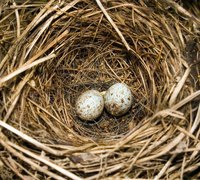 Robin eggs can hatch in an incubator.