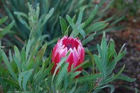 Proteas grow with full sun and well-drained soil.