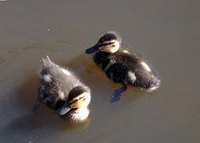 Raising ducklings can be a rewarding challenge.
