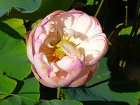 While known as the pink lotus, the plant can also produce whitish-colored flowers.