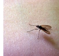 Popular mosquito repellent systems use ThermaCell cartridges.