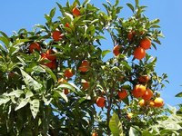 Tangerine trees may require pruning for various reasons.