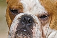 Bulldogs are one of the breeds often troubled with cherry eye.