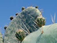 There are far more desert plants than just cacti to plant in desert gardens.