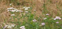 Yarrow flower has frilly foliage.
