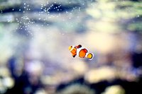 The biological process a new saltwater aquarium goes through is called the nitrogen cycle.