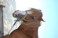 Glucose works in horses much as it does in humans.
