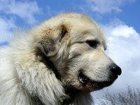 Large dog breeds are susceptible to bloat.