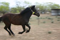 Equine rescue agencies have been established all over the country in the past several decades.