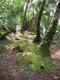 Tropical rainforests are full of life.