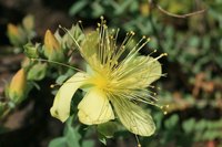 Hypericum is also called St. John's wort.