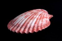 Clam shells have three layers for strength and support.
