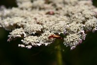 The deadly water hemlock plant appears similar to Queen Anne's Lace.