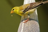 Goldfinches are songbirds that are common in many areas of the United States.