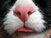 A cat's nose tells a lot about its health.