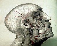 Glands in the human body