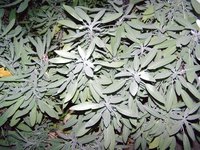 Smolder dried sage and sweetgrass to cleanse your home.