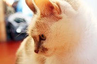 When urine smell lingers, cats may return to previous accident spots to urinate again.