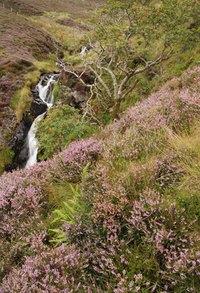 Heather grows wild on Scottish hillsides.