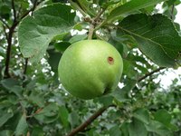 Space apple trees far enough apart that they have space and receive full sunlight.