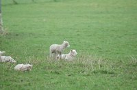Young lambs are highly susceptible to colic.
