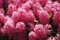 Hyacinth bloom in a variety of colors, including white, pink and blue.
