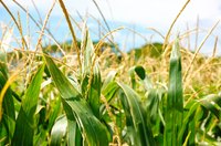 Despite germination difference, corn and beans grow well together.