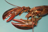 LIve lobsters are delicious when oven-roasted.
