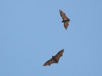 Protect your family and pets from diseases by removing bats from your living spaces.