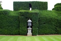 The yew hedge can be pruned and sheared into elaborate shapes.