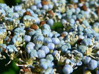 Hydrangeas add summer color beneath your window.