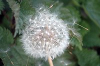 Weeds like this dandelion should be killed prior to going to seed.