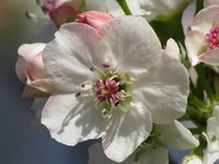 A Bradford pear's flowers look sweet, but some people don't like their smell.