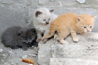 Veterinarians care for animal patients.