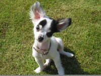 Even fussy chihuahuas don't mind topical flea treatments.