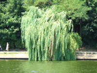 Weeping willow tree