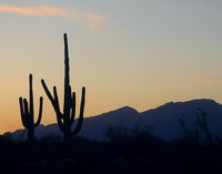 Arizona's deserts are teeming with wildlife.