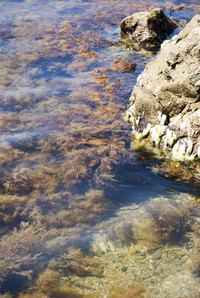 Seaweed