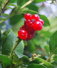 Honeysuckle produces small red berries in late summer.