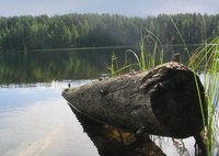 Reference photos of logs make it easier to copy the wood grain.