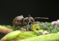 Ants naturally dislike strong smells.