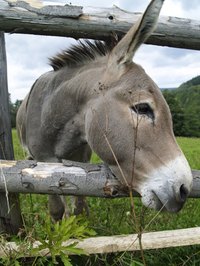 Is it a donkey or a burro? Actually, it's both.