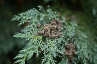 The foliage and cones of Leyland cypress