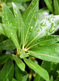 Oxygen levels in the atmosphere depend on photosynthesis.