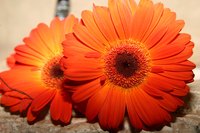 Bright and bold Gerbera daises add a splash of color to any Spanish table.