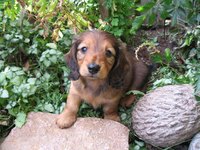 Viral infection is the most common cause of rhinitis in dogs.